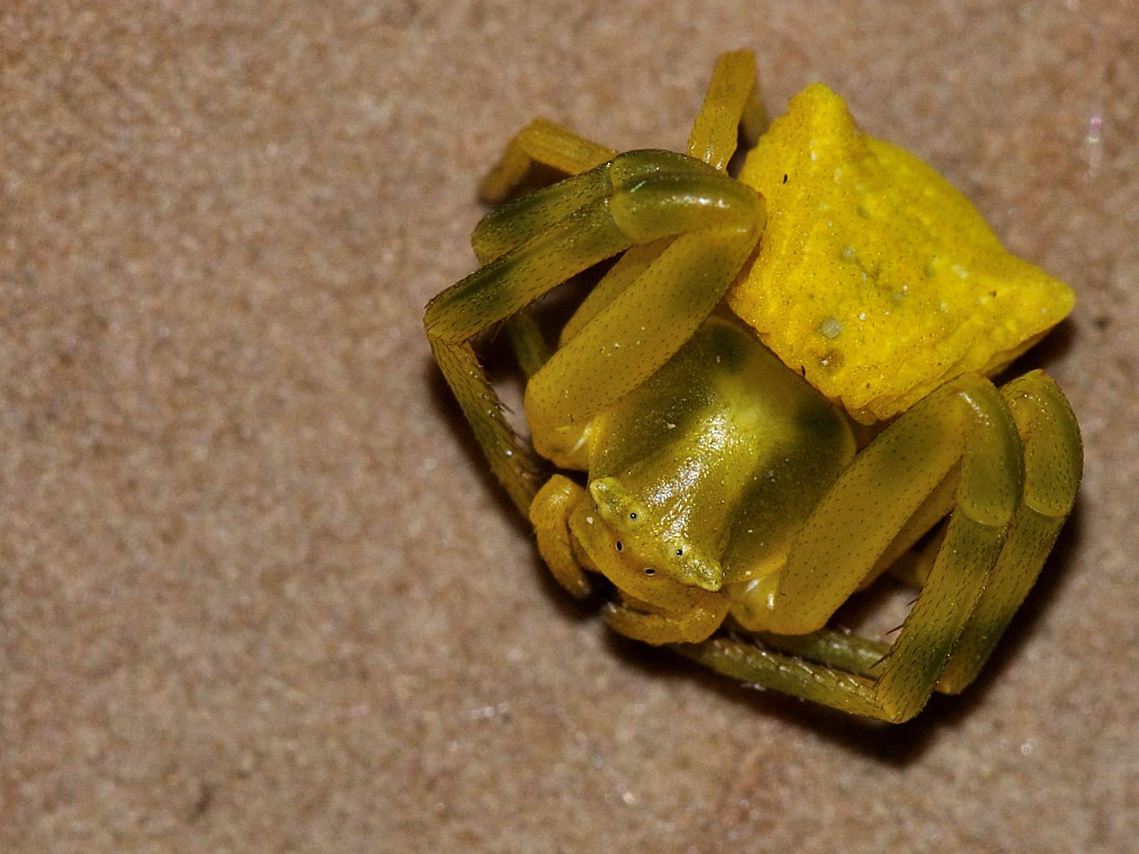 Thomisidae - Thomisus onustus